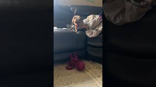 Video Of Adoptable Pet Named Anastasia