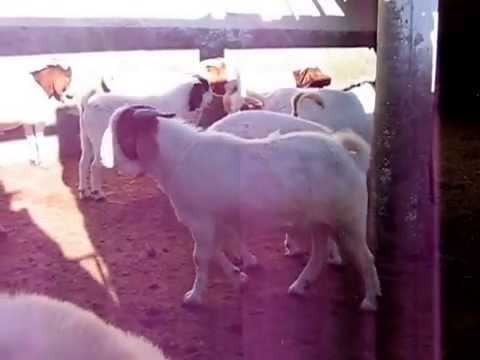 Crianza De Chivos En Mendoza