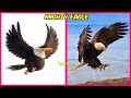🐦The Angry Birds Movie 2 and 1 🔥 Real Life