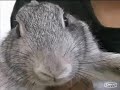 Rabbit Behaviour Documentary
