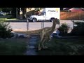 Dinosaur Sightings On My Front Yard images Dinosaur Sightings On My Front Yard