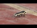 Nature In 1 minute - Insects  #8