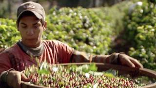 Idea and practice of organizing shared interests in cooperatives