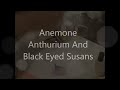 Anemone, Anthurium And Black Eyed Susans DVD Preview With Kaye Hartman Petal Craft