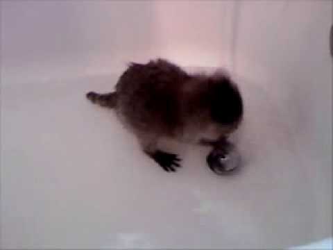 Baby coon formula