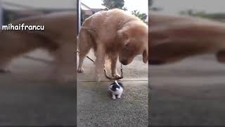 Funny Dogs Meeting Cute Baby Animals | Dog Funny Compilation 2019
