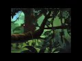 Open Season (TheWildAnimal13 Animal Style) Part 4 - Bagheera Escorts Baloo