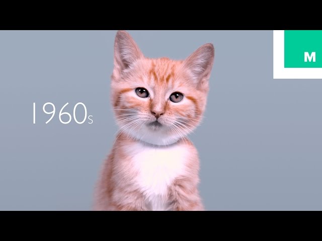 100 Years Of Kitten Beauty - Video