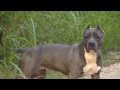 Remy The Blue Pitbull - On A Mission Exploring Nature | Remy Style