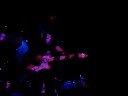 The Notwist: "Neon Golden" Live @ Webster Hall, 10.13.08