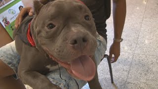 FACES DA BELEZA 21 - 3º FESTIVAL CANINO NO TOPSHOPPING