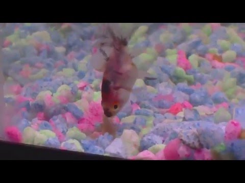 fantail goldfish eggs pictures. Goldfish fantail 7 month old baby with 5month old Black Tetra