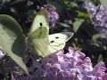 E.Grieg Peer Gynt Suite no.1, Op 46 no.1, Morning Mood