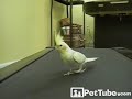 Birdie Wants a Beach Body