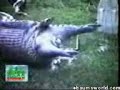 Anaconda Telan Badak images Anaconda Telan Badak