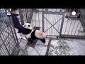 Panda cub gives zoo keeper surprise bear hug