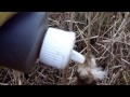 Early Season Raccoon Trapping with Dog Proof Coon Traps