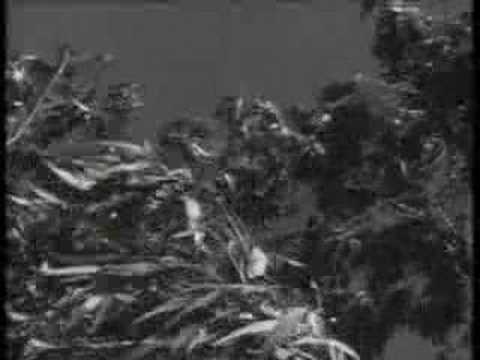 Concrete Blonde - Dance Along The Edge