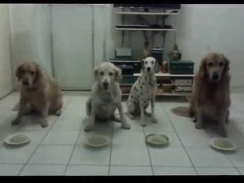 golden retriever spaghetti spaghetti compeion golden retriever vs german shepherd hd free golden retriever spaghetti spaghetti compeion golden retriever vs german shepherd hd free