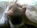 Dog Breastfeeding Cat