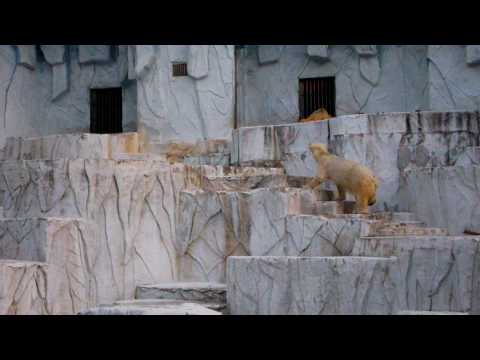 2010ナイトZOOメインキャラクターの北極グマ （東山動物園）