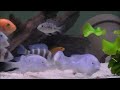 Frontosa , Blue dolphins and Red Zebra in a community tank