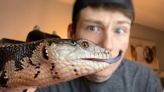 Building A Blue Tongue Skink Enclosure On A Budget