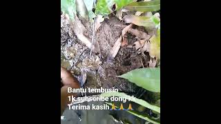 Berburu Belut Monster Part1