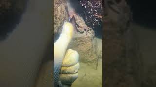 I Caught A Big Lobster And Black Eel On The Seabed.