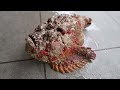 STONEFISH - Most Poisonous Fish In The World Cooked 2 Ways!