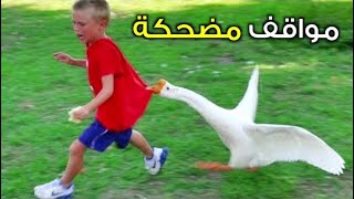 funny face of animals - وجوه مضحكة للحيونات