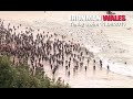 Ironman Wales Tenby 3.8k Swim from North Beach 2011 the toughest Triathlon?