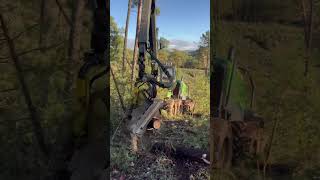 How To See Felling The Harvester 1270G #Automobile #Harvester #Farming  #Johndeere  #Viral #Tree