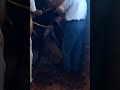 Man Sex With Cow