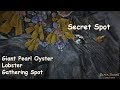 17 Giant Pearl Oysters + Lobster Gathering Spot | Secret Spot!! | BDO SEA