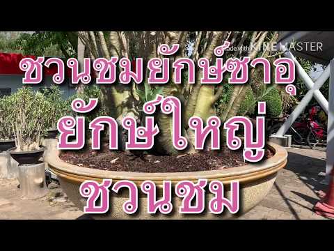 ชวนชมยักษ์ซาอุ-ชวนชมน่าปลูกไม้ประดับไม้เศรษฐกิจ-