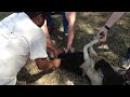 Slaughtering goat at Kind Hearts