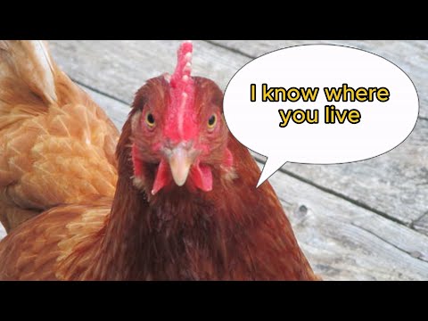 Top 5 Interesting Animal Facts You Didn’t Know