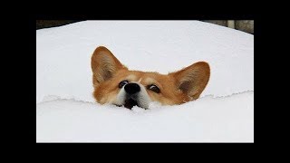 Funny Dogs and Cats Doing Funny Things Compilation 2019