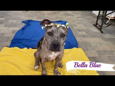 Beautiful Bella Blue Needs to be Rescued