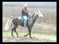 Blue Roan Tennessee Walking Mare for Sale