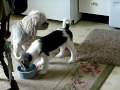 köpek sikisi