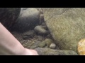 Catching Crawfish At Creek Gopro Underwater Footages Catching Crawfish At Creek Gopro Underwater Footages