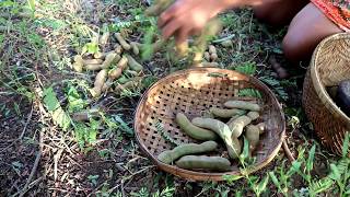 Survival skills: Find green tamarind in the forest for food #2 - Tamarind food eating delicious
