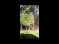 Cotton Tree Fire
