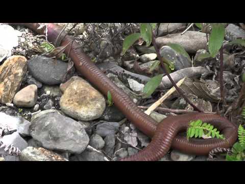 download huge worm