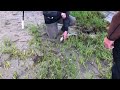 Catching Sand Sharks Catching Sand Sharks