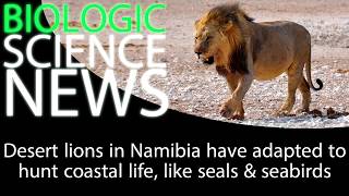 Science News - Desert lions in Namibia have adapted to hunt coastal life, like seals & seabirds