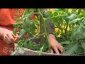 planter des tomates cerises