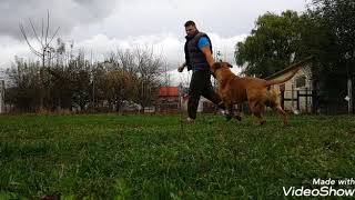 Bullmastiff Wold